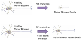 Determining Cell Death Pathways Activated in ALS Models