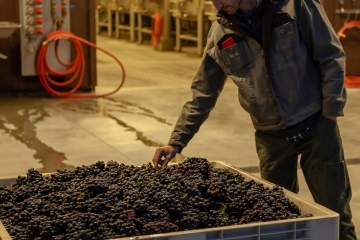 Drive Wines Logo