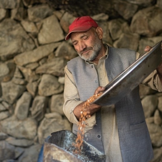 Haji Ghulam Hussain of Machalu earns a living by extracting the precious oil of apricot kernels to market and sell.