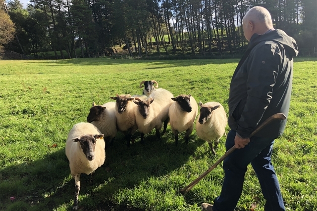 Sheep in a meadow with a man