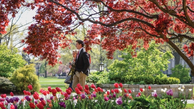 Two people walking on campus with tulips appearing at bottom of image and red tree overhead