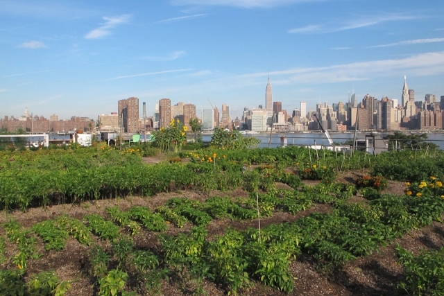 Broadway Stages Ltd. Eagle Street Rooftop Farm