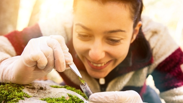 Female researcher taking samples of green plant off rock 