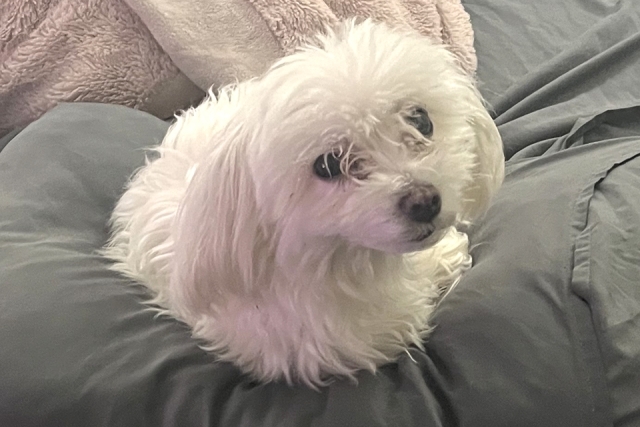 Small white poodle curled up in bed