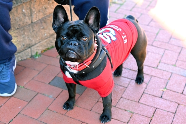 Dog wearing St. John's shirt
