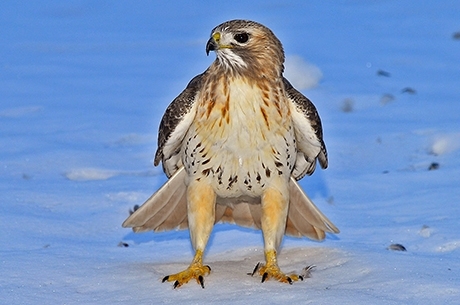 Red-Tailed Hawk in the snow