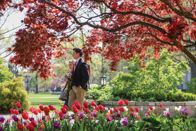 Two people walking on campus with tulips appearing at bottom of image and red tree overhead