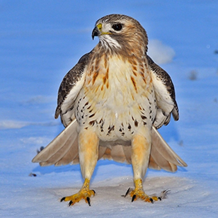 Red-Tailed Hawk in the snow