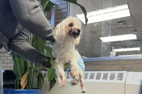someone holding up injured poodle named "Luna" in the Public Safety office