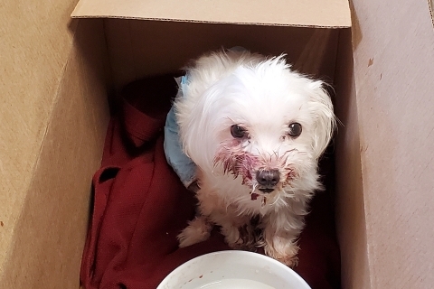 little white poodle named "Luna" in a cardboard box, dried blood on her fur