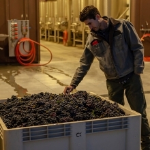 St. John's alum John Musto reaching into bin of grapes at winery