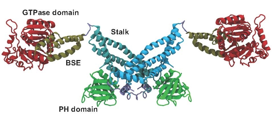 dynamin structure